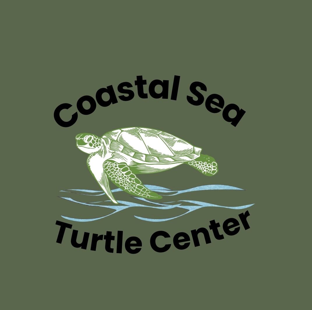 Sea turtle center 03